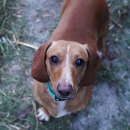 Cooper - Dachshund
