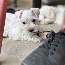 Orange female - White female Miniature Schnauzer puppy in Sumner, Texas from 3M Kennels, LLC