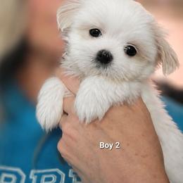 Boy 2 - White male Mal-Shi puppy in Mundelein, Illinois from FurEver Friends Designer Breeds