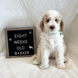 Hank - Yellow and white male Bernedoodle puppy in Sparrows Point, Maryland from Rosie’s Puppies