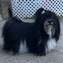 Laney - Havanese