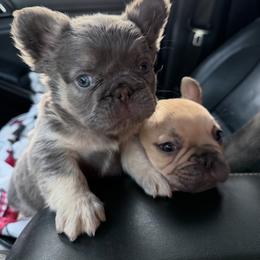 Blue Fluffy boy - Blue male French Bulldog puppy in Piedmont, Oklahoma from 5A Frenchies