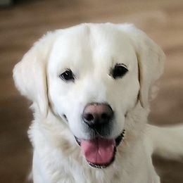 Diamond - Golden Retriever