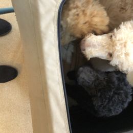 Poodle Puppies from Tails Up Standard Poodles