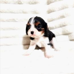 Willie - Tri-color male Cavalier King Charles Spaniel puppy in Wilburton, Oklahoma from My Kids Kennel