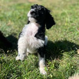 Bruno - Parti male Poodle puppy in Wolf Creek, Oregon from Dejah Bleu Kennels