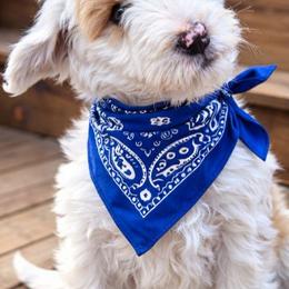 Mash - Parti male Goldendoodle puppy in Harlem, Georgia from Ivey's Poodles & Doodles