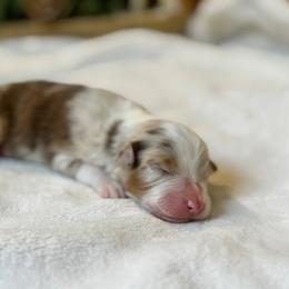 Spark - Red merle female Australian Shepherd puppy in Murrayville, Georgia from Mountain Ridge Aussies