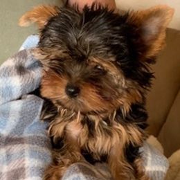 Yorkshire Terriers from Serra’s Yorkies