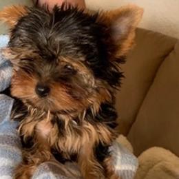 Yorkshire Terriers from Serra’s Yorkies