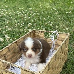 Miniature Australian Shepherd Puppies from Frazier Fluff & CO.