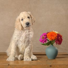 Boy 2 - male Goldendoodle puppy in Germantown, Ohio from Doodle Patch Farm