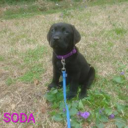 Soda - Black female Labrador Retriever puppy in Prince George, Virginia from Kingdom Kenelz Labradors