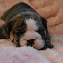 Laverne - Brindle female Bulldog puppy in Caledonia, New York from Raise The Woof Bulldogs