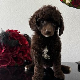 Dopey - Brown male Poodle puppy in Lathrop, California from Stellar Poodles