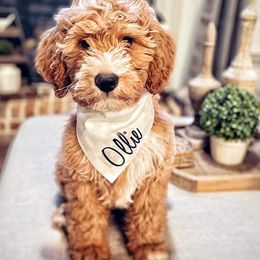 Goldendoodles from Copper Doodles