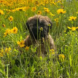 Soft Coated Wheaten Terrier Puppies from Wonderful Wheatens