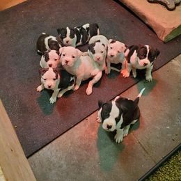 American Bulldog Puppies from Northern Woods American Bulldogs