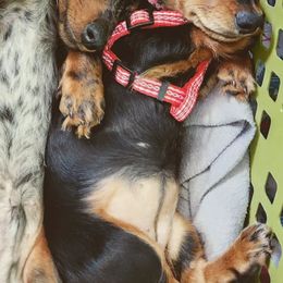 Cardigan Welsh Corgis and Dachshunds from The Corgdachsunds