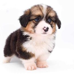 Pembroke Welsh Corgi Puppies from MG Corgis