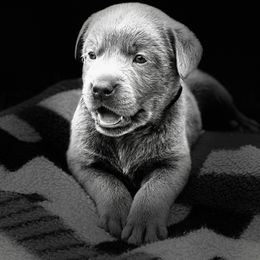 Dilute Retriever Puppies from Crowley’s Ridge Silver Labs