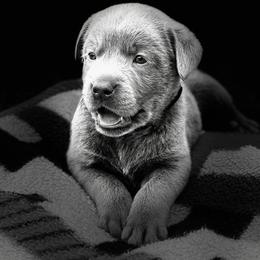 Dilute Retriever Puppies from Crowley’s Ridge Silver Labs