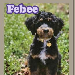 Ferns - Bernedoodle