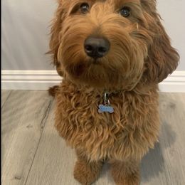 Bernedoodle and Goldendoodle All Grown Up from Kimberlee’s Kennels