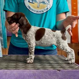 Ariel - Liver and white female German Shorthaired Pointer puppy in North Branch, Minnesota from Chrishelle Farm