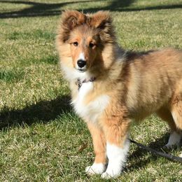 Shetland Sheepdog Puppies from Cindy Scott