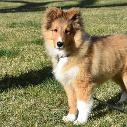 Shetland Sheepdog Puppies from Cindy Scott
