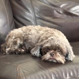 Coco - Shih Tzu