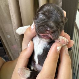 Alani - Chocolate female Havanese puppy in Medina, Ohio from Havi Haus (Coco's Puppies)