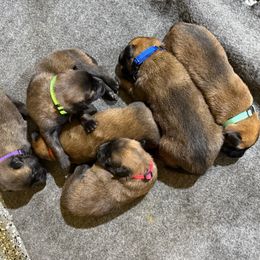 Belgian Malinois puppies from New Hope Malinois