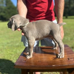 Weimaraner Puppies from Georgia Line Weimaraners