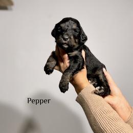 Pepper - Phantom female Bernedoodle puppy in Pennsylvania from Bells Bernedoodles