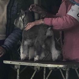 Alice - Miniature Schnauzer