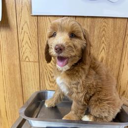 Red collar female - Gold female Australian Cobberdog puppy in Dover Foxcroft, Maine from Faberge Australian Cobberdog