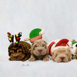 Chinese Shar-Pei Puppies from Dee Dee Wells's Chinese Shar-Pei