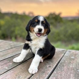 Arden - Black tri-color male Australian Shepherd puppy in Statesville, North Carolina from Charming Australian Shepherds