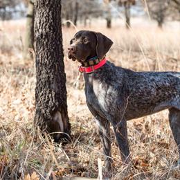 Cora - German Shorthaired Pointer