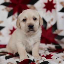 Max - Yellow male Labrador Retriever puppy in Williamston, Sc, South Carolina from Dutton Dog Co & Dalla Grazia Doberman
