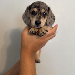 Crema - Dapple female Dachshund puppy in Ripon, California from Ripon Dachshunds