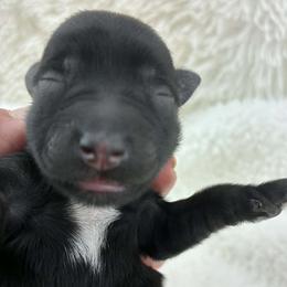 Vivienne - Black female Miniature Schnauzer puppy in Sylvania, Georgia from Southern Sky Miniature Schnauzers