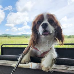Simon - Cavalier King Charles Spaniel