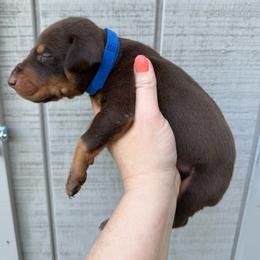 Snickers - Red and rust male Doberman Pinscher puppy in Ludowici, Georgia from Royal Destiny Kennels