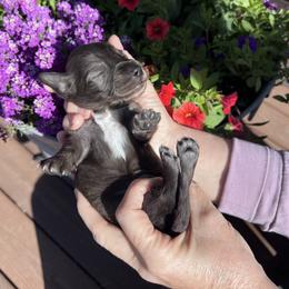 Boy 1 - Dapple male Dachshund puppy in Gouverneur, New York from Dack Dachshunds