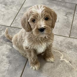 Eve - Apricot female Goldendoodle puppy in Sugarcreek, Ohio from True Hearted Doodles