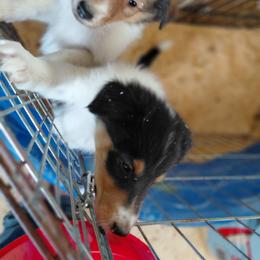 Stripe - Black white and tan male Collie puppy in St Stephens, Wyoming from Desert Kennels