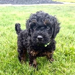 Creek - Phantom male Goldendoodle puppy in Spokane, Washington from Goldendoodles on the Prairie
